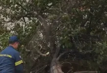 Πτώσεις δέντρων από θυελλώδεις ανέμους στην Αττική – Σε επιφυλακή η Πυροσβεστική